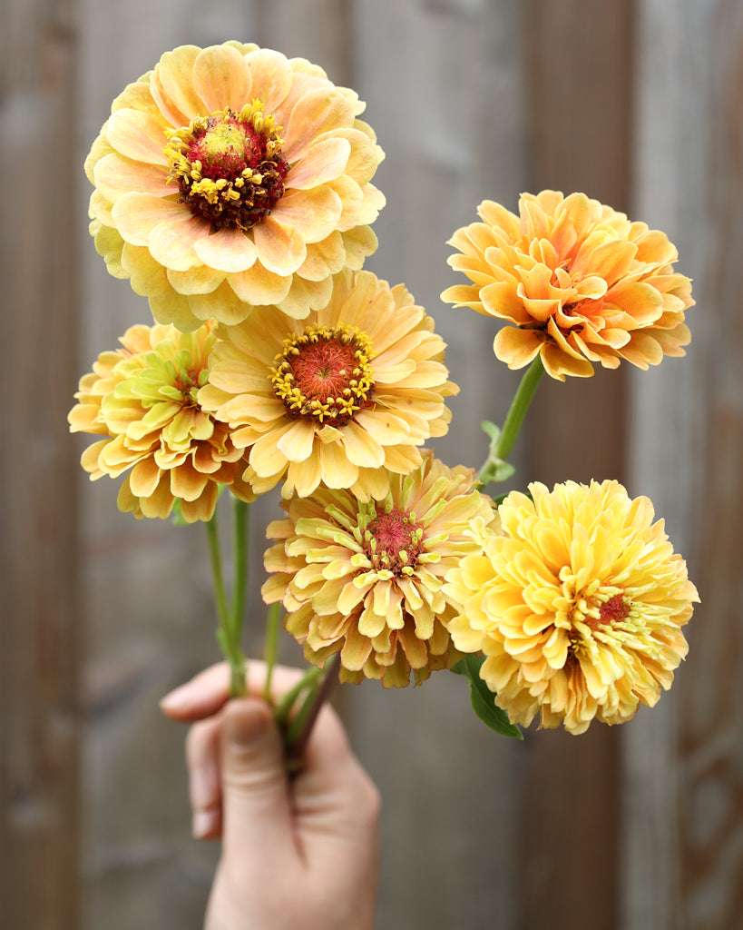 Zinnia elegans 'Queen Lime Peach'-Blumenstrauß, gelb-orange Blüten mit grünem Akzent, wird in einer Hand gehalten.