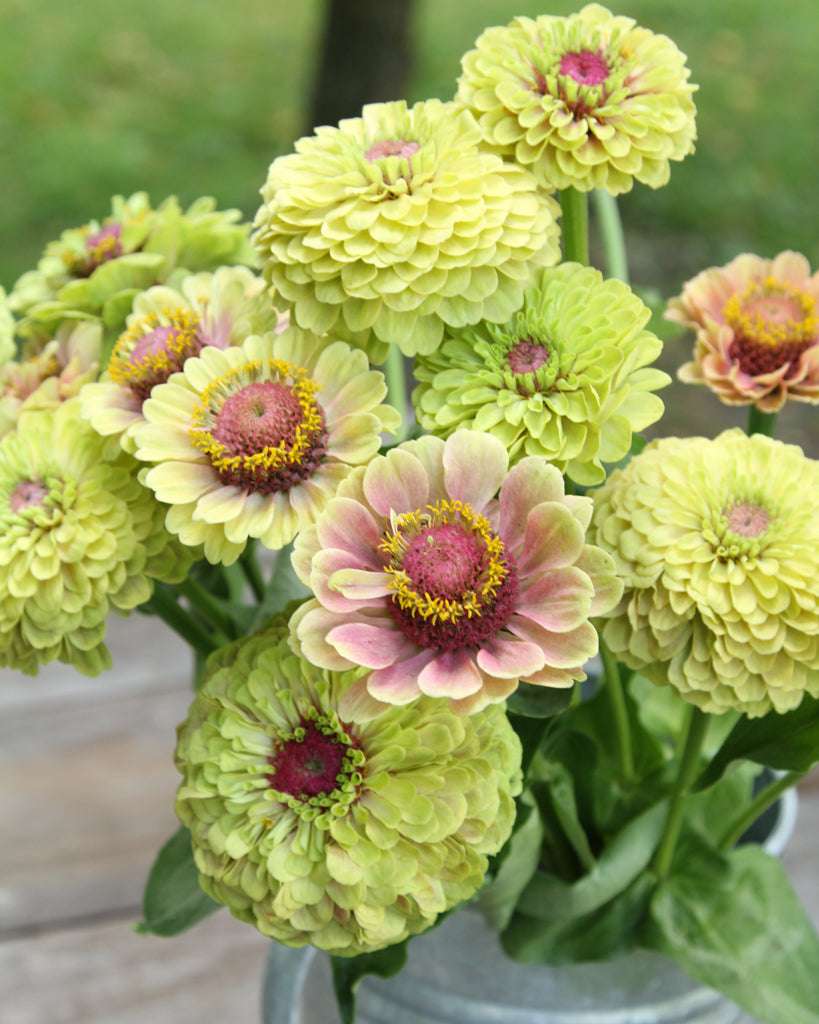 Ein Strauß Zinnien der Sorte "Queen Lime with Blush" mit grünen und rosa Tönen in voller Blüte auf einem Holztisch.