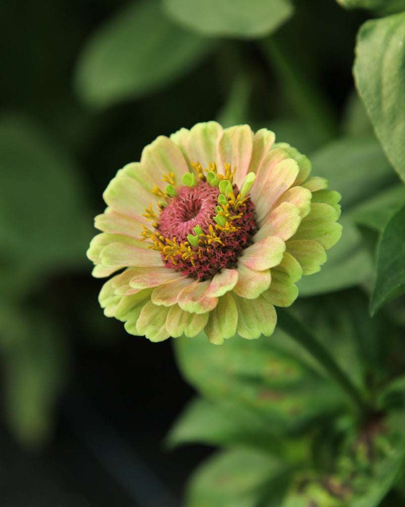 Zinnia elegans 'Queen Lime with Blush', blassgrüne Blütenblätter mit rosa Akzenten, rosa Mitte und gelben Staubblättern.