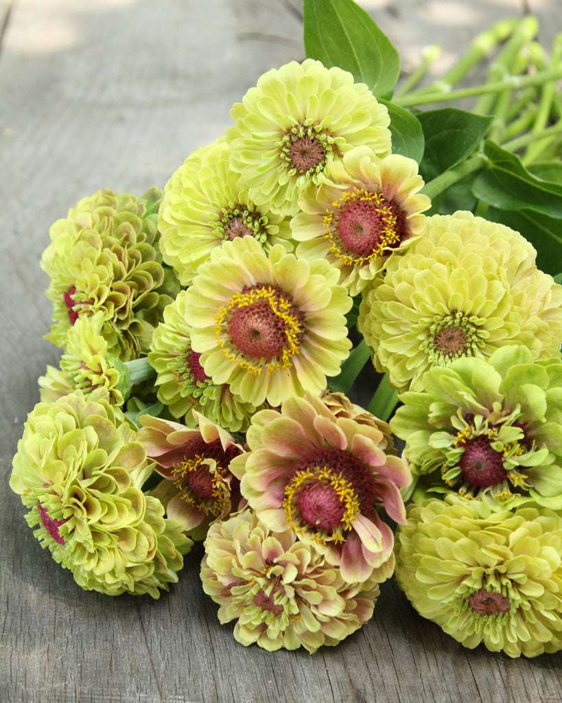 Ein Strauß Zinnien, Zinnia elegans 'Queen Lime with Blush', mit grünen Blüten und rosa Akzenten auf einem Holztisch.