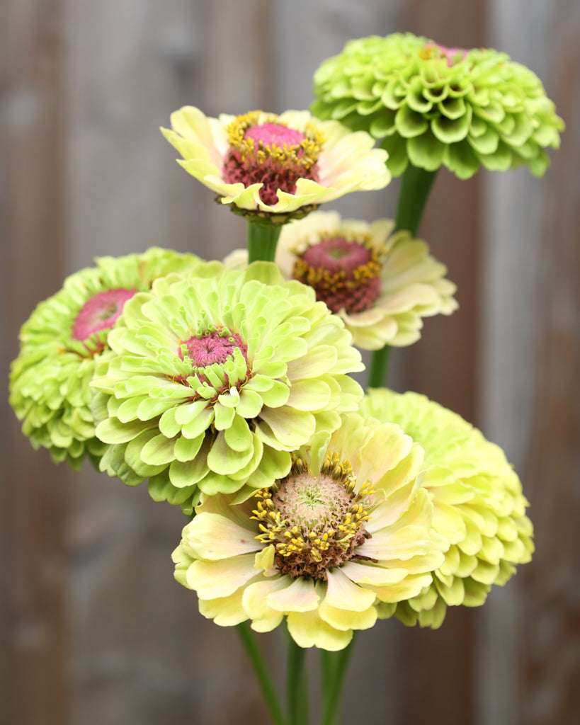 Zinnie elegans 'Queen Lime with Blush', limettengrüne, mehrschichtige Blüten mit rosa Mitte und grünen Blättern.