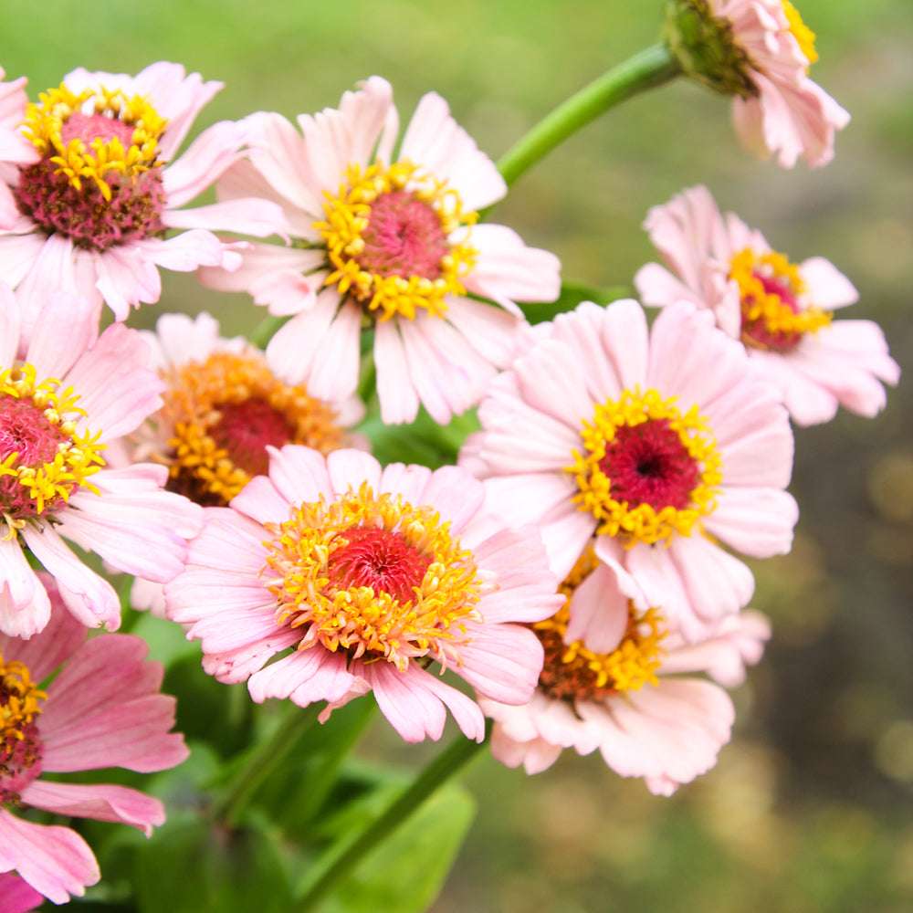 Bluehende Pflanze Zinnie - Zinnia elegans 'Zinderella Lilac' aus der Gartenzauber-Saatgutserie
