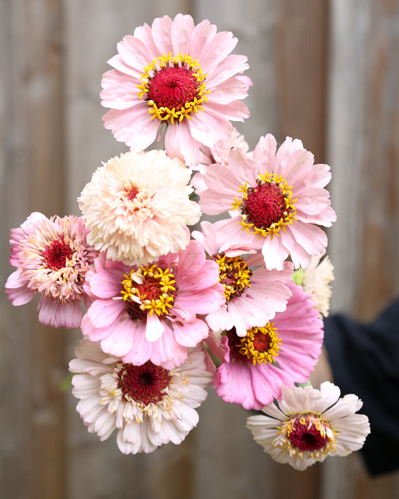 Zinnia - Zinnia elegans 'Zinderella Lilac'