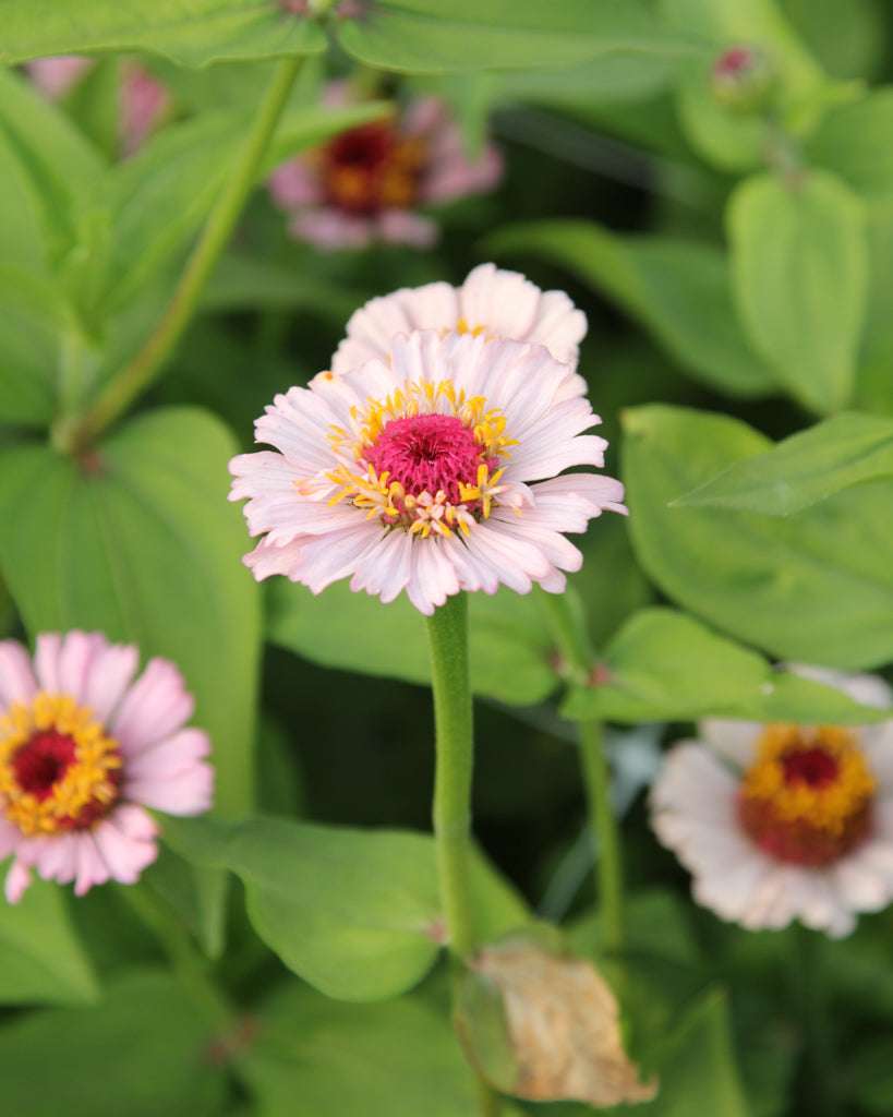 Zinnia - Zinnia elegans 'Zinderella Lilac'