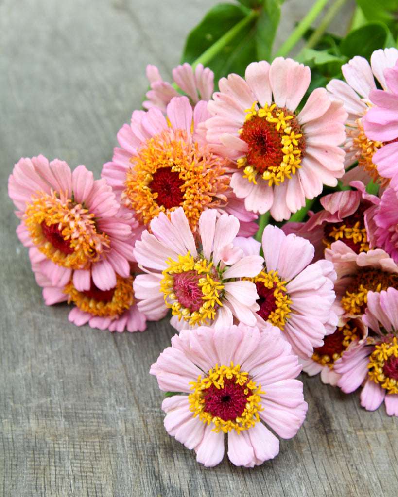 Zinnia - Zinnia elegans 'Zinderella Lilac'
