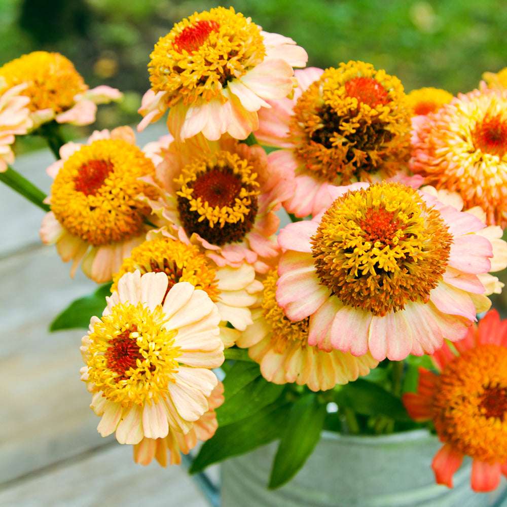 Bluehende Pflanze Zinnie - Zinnia elegans 'Zinderella Peach' aus der Gartenzauber-Saatgutserie