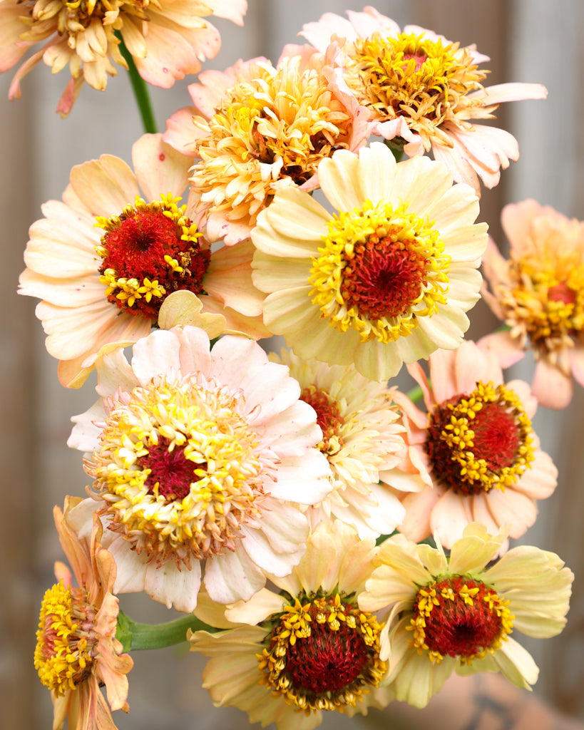 Zinnia - Zinnia elegans 'Zinderella Peach'