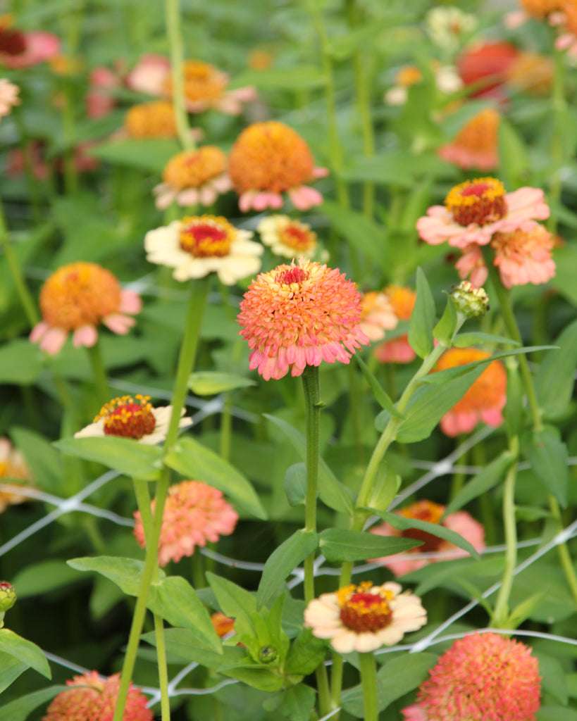 Zinnia - Zinnia elegans 'Zinderella Peach'