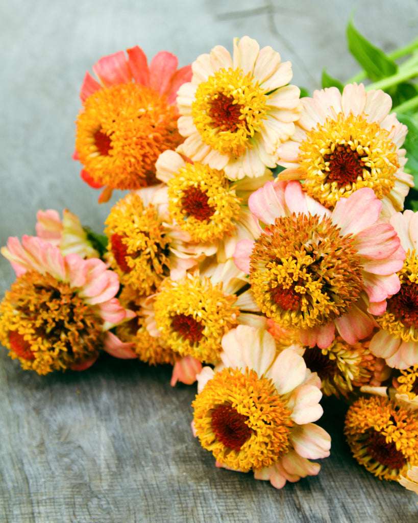 Zinnia - Zinnia elegans 'Zinderella Peach'