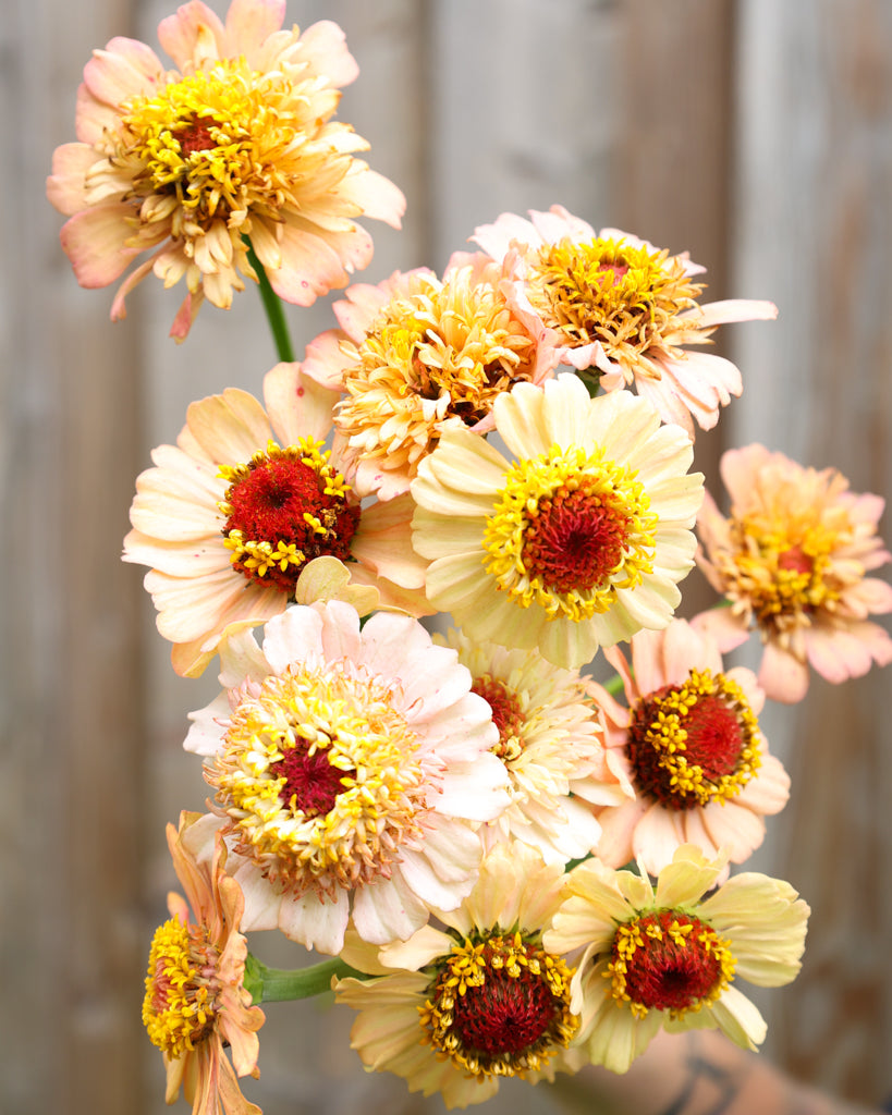 Zinnia - Zinnia elegans 'Zinderella Peach'