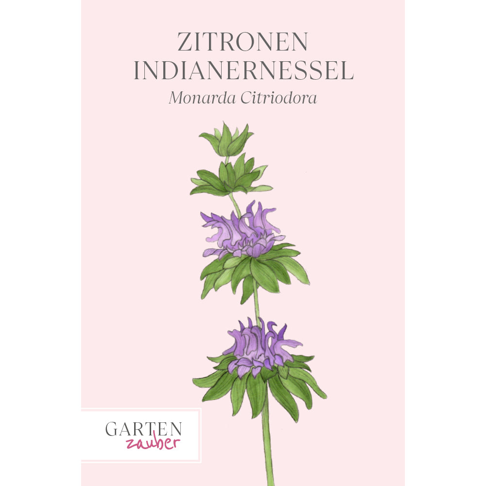 Zitronen Indianernessel - Monarda citriodora aus der Gartenzauber-Saatgutserie