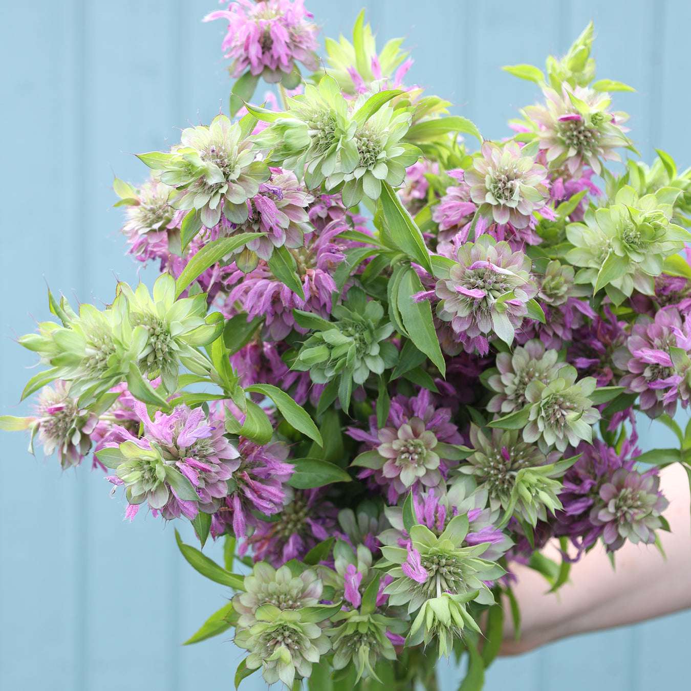 Zitronen Indianernessel - Monarda citriodora aus der Gartenzauber-Saatgutserie
