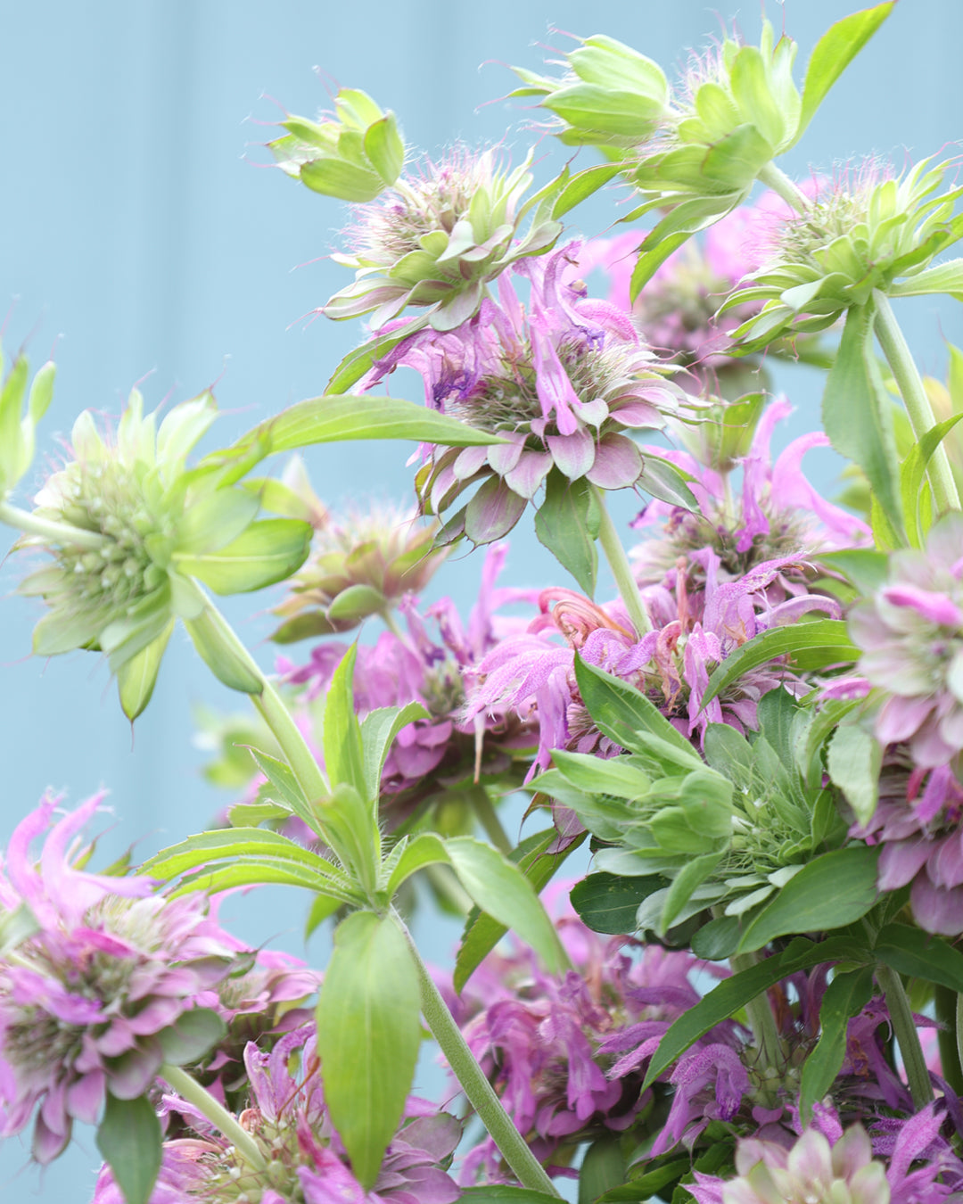 Zitronen Indianernessel - Monarda citriodora aus der Gartenzauber-Saatgutserie
