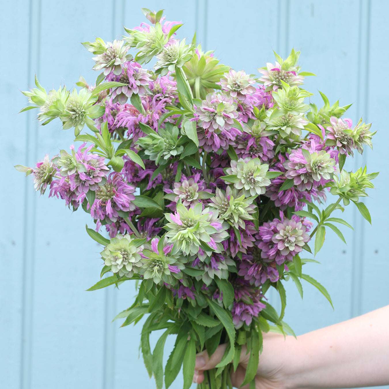 Zitronen Indianernessel - Monarda citriodora aus der Gartenzauber-Saatgutserie