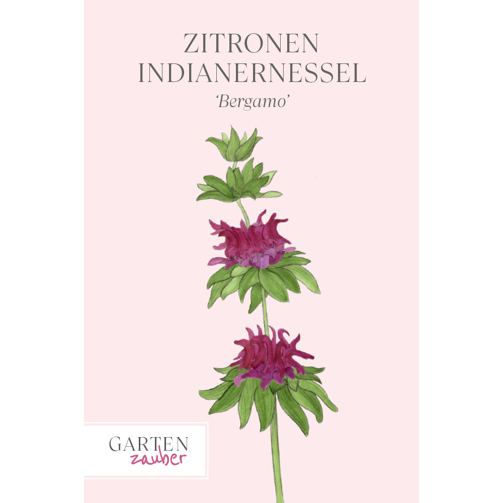 Blume Zitronen Indianernessel - Monarda citriodora 'Bergamo' aus der Gartenzauber-aatgutserie