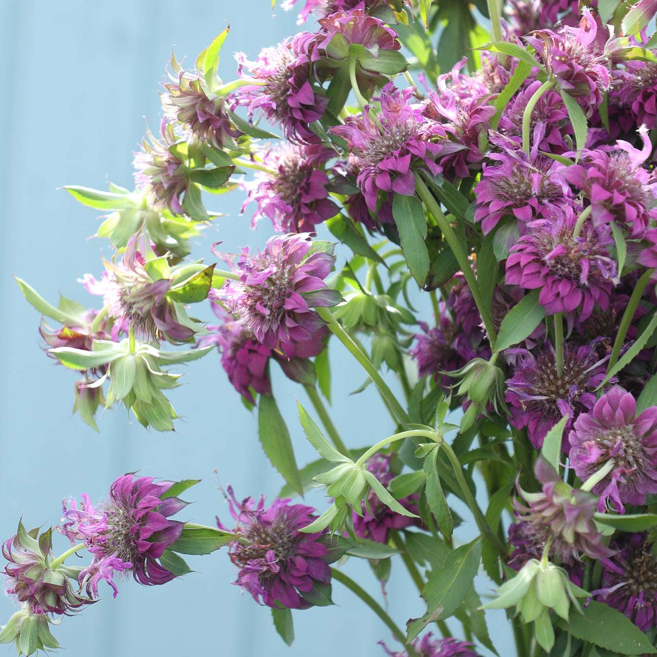 Blume Zitronen Indianernessel - Monarda citriodora 'Bergamo' aus der Gartenzauber-aatgutserie
