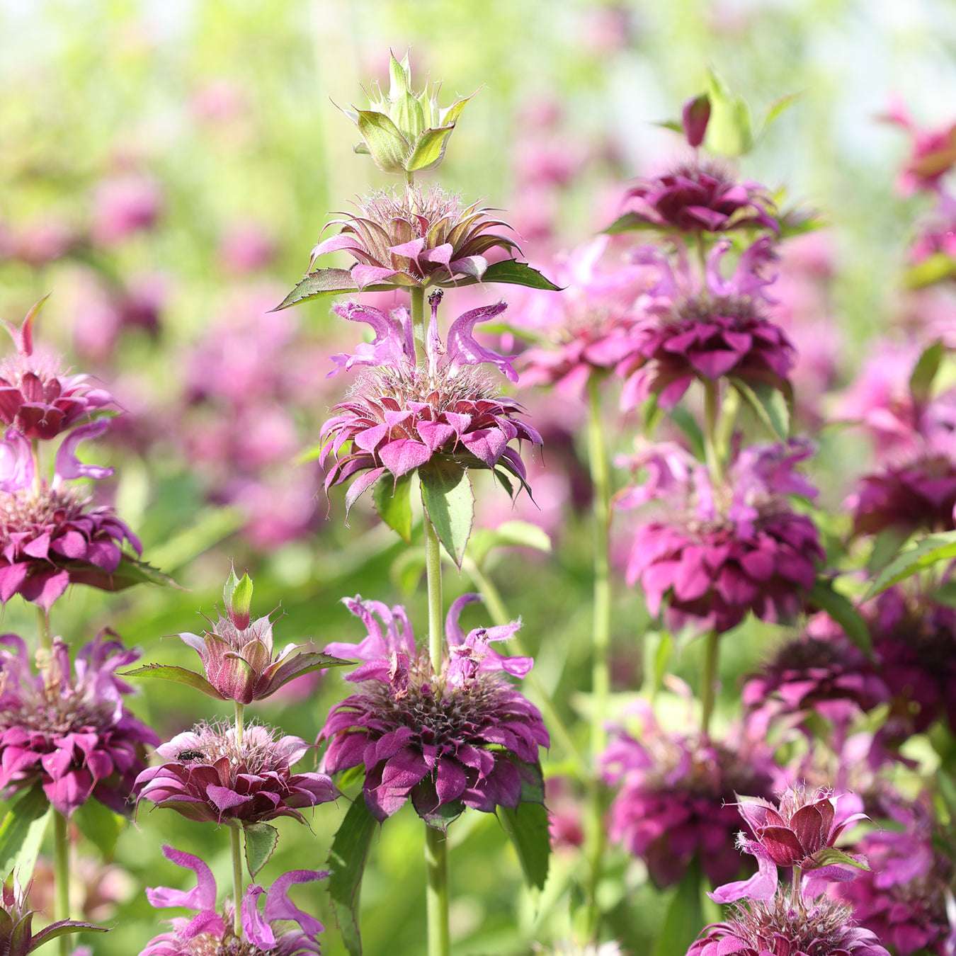 Blume Zitronen Indianernessel - Monarda citriodora 'Bergamo' aus der Gartenzauber-aatgutserie