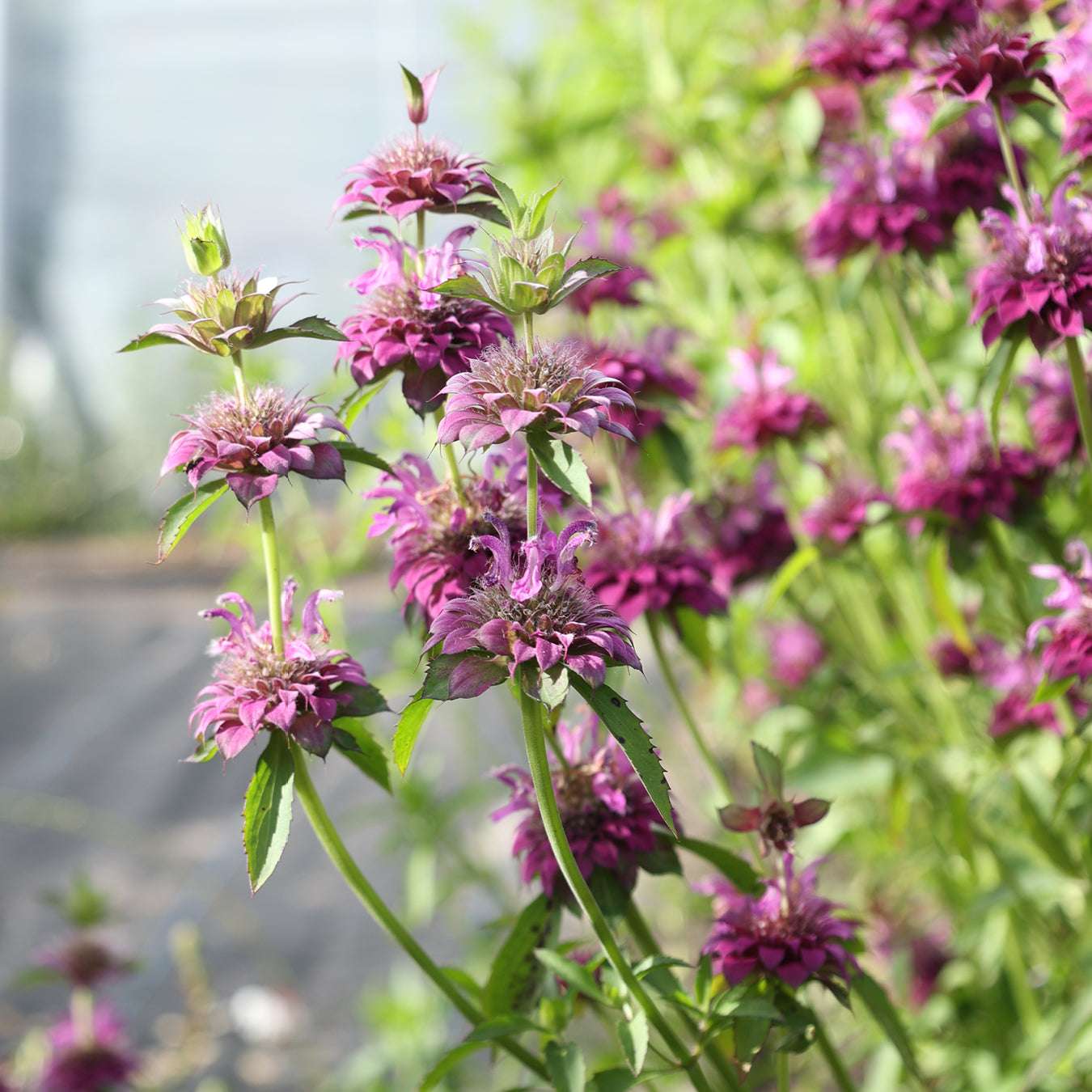 Blume Zitronen Indianernessel - Monarda citriodora 'Bergamo' aus der Gartenzauber-aatgutserie