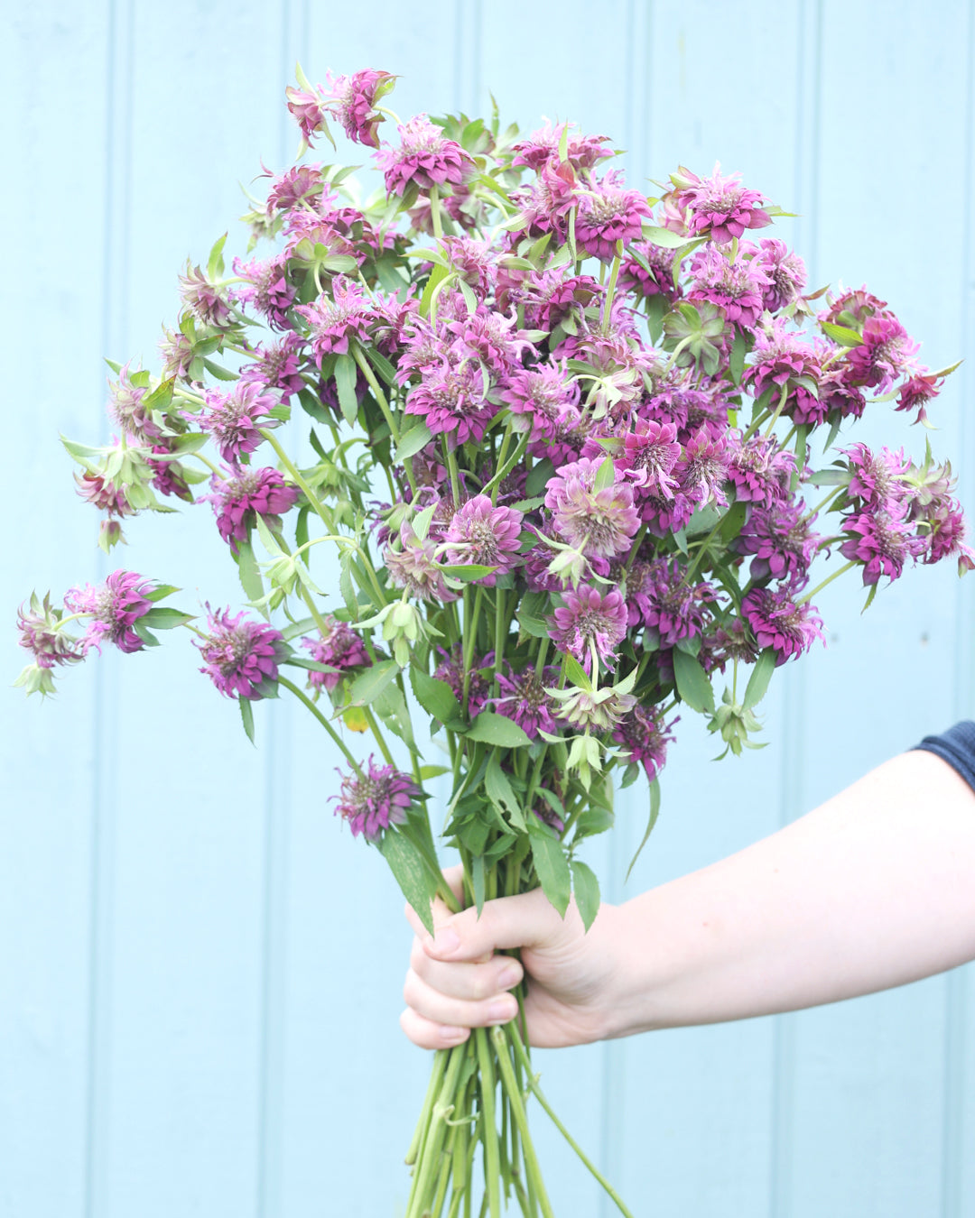 Blume Zitronen Indianernessel - Monarda citriodora 'Bergamo' aus der Gartenzauber-aatgutserie