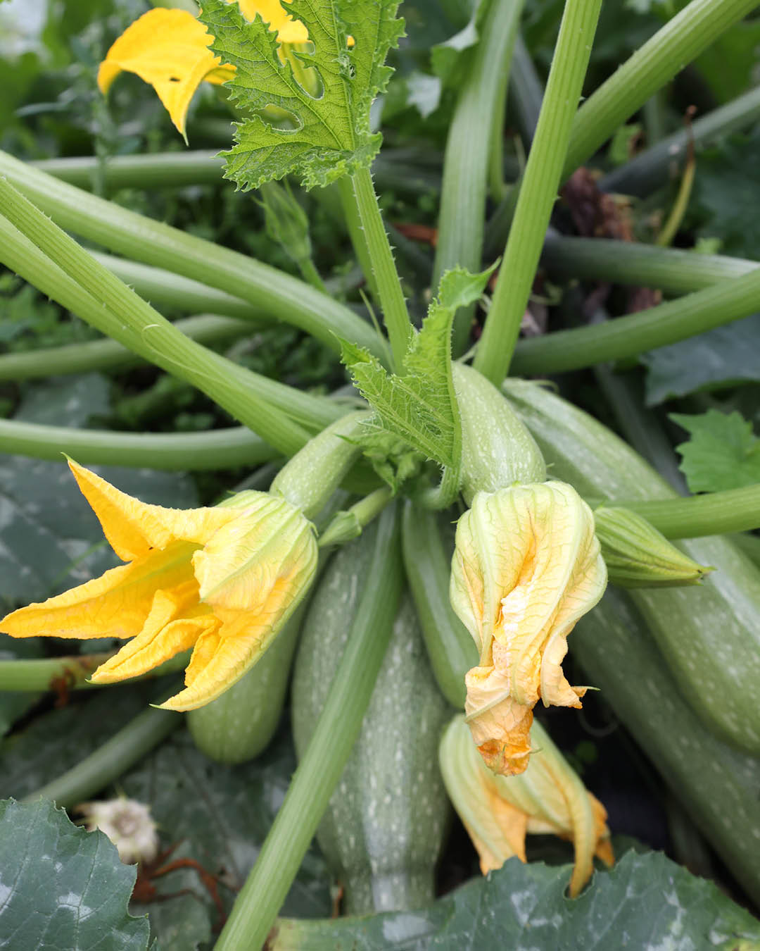 Gemuese Pflanze Zucchini 'Alberello'