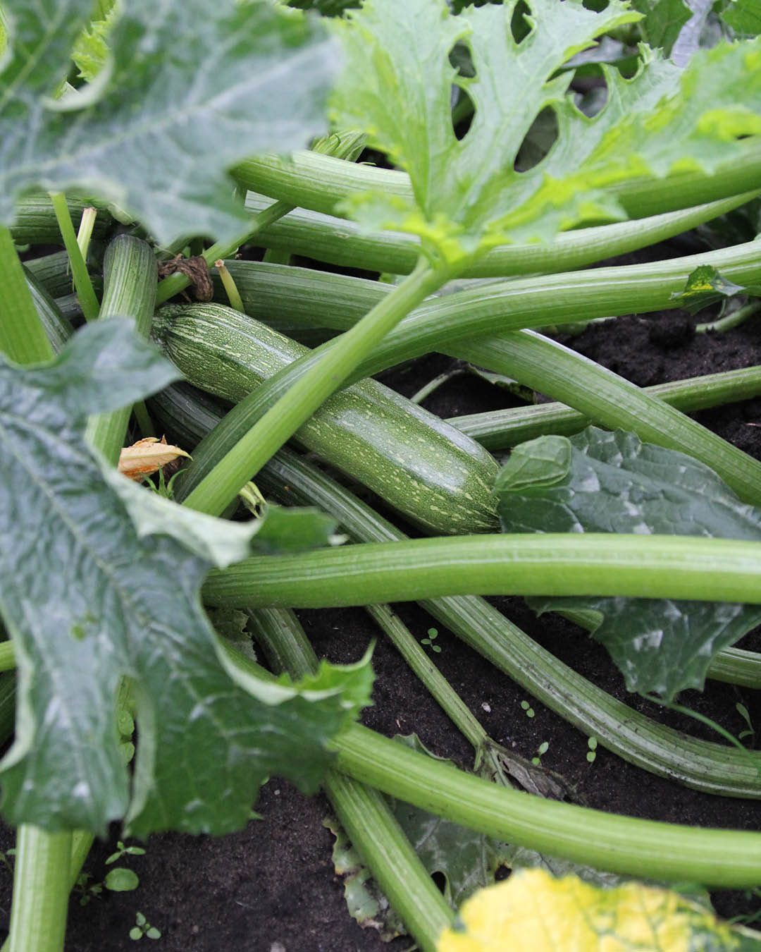 Gemuese Pflanze Zucchini 'Alberello'