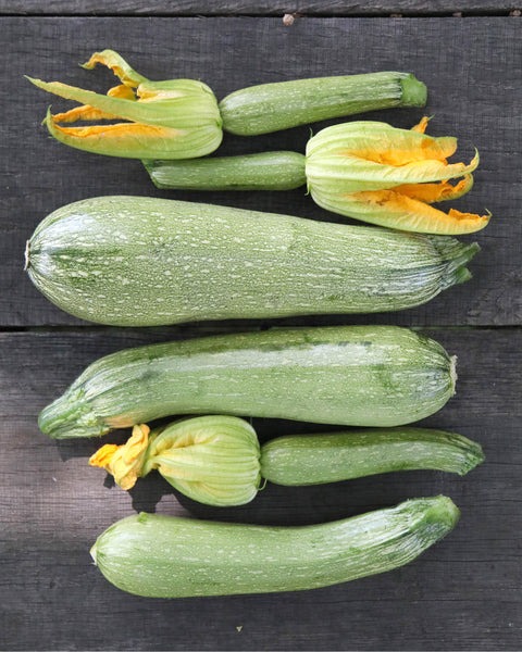 saatgut zucchini Zucchini 'Alberello' Saatgut online bestellen