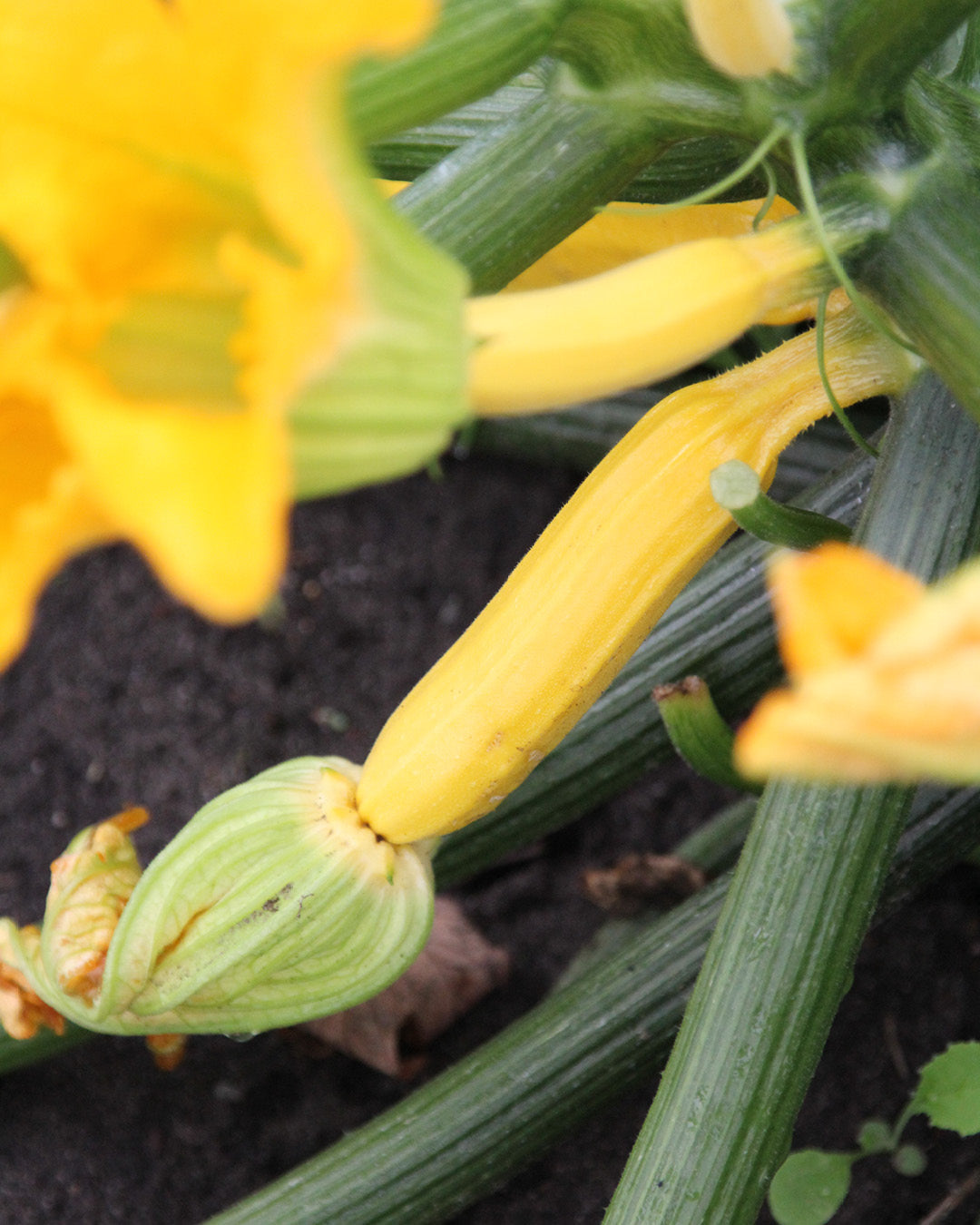 Gemuese Pflanze Zucchini ‘Sativa Auslese’