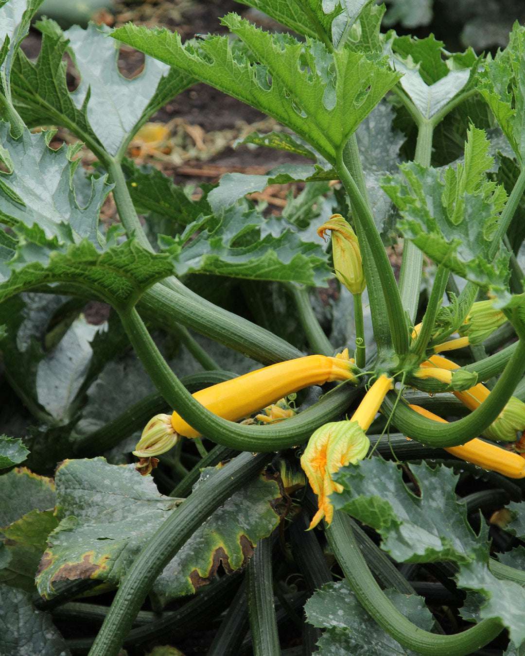 Gemuese Pflanze Zucchini ‘Sativa Auslese’
