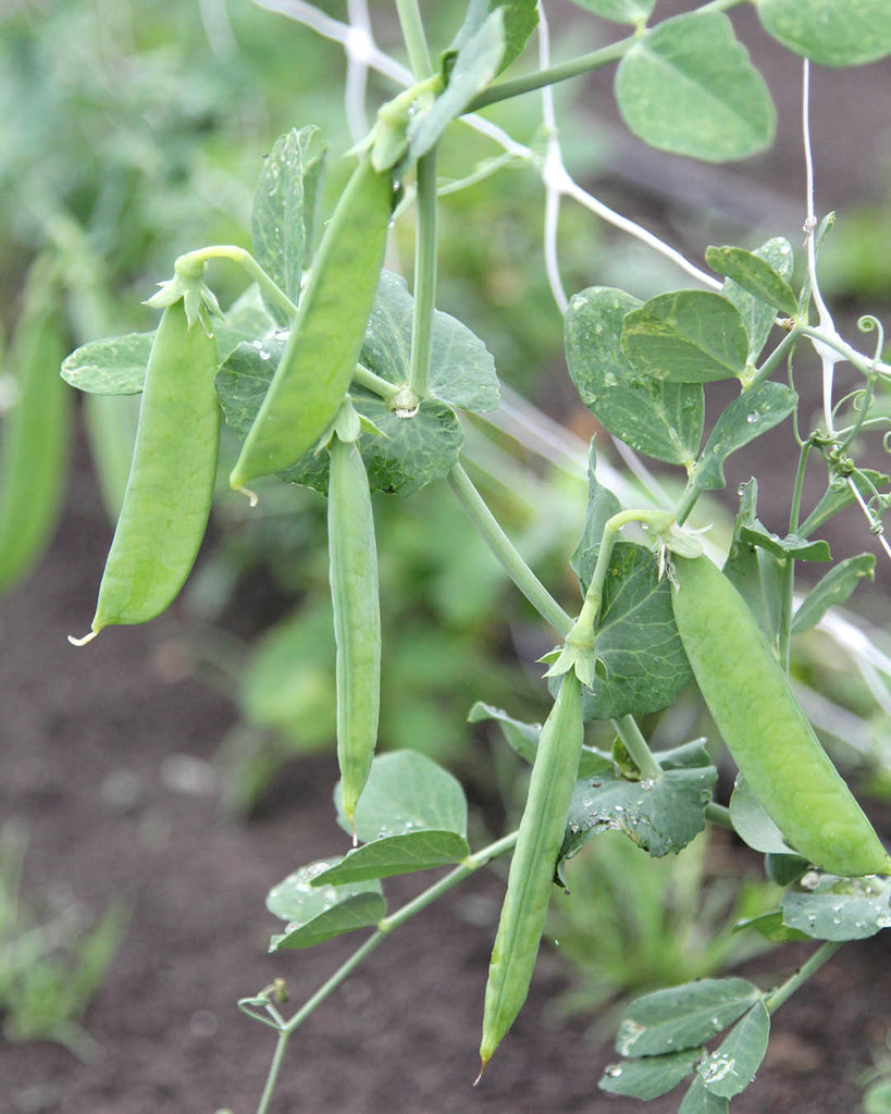 Zuckererbse 'Ambrosia' - Pisum sativum