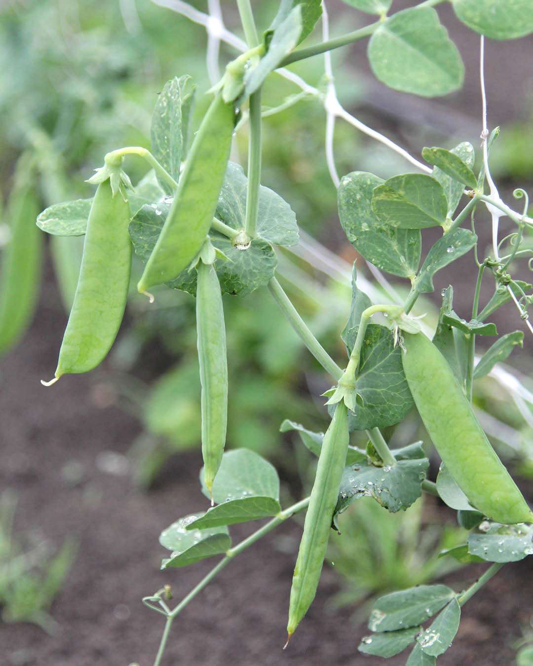 Zuckererbse · 'Ambrosia' · BIO · Pisum sativum · Saatgut von Gartenzauber