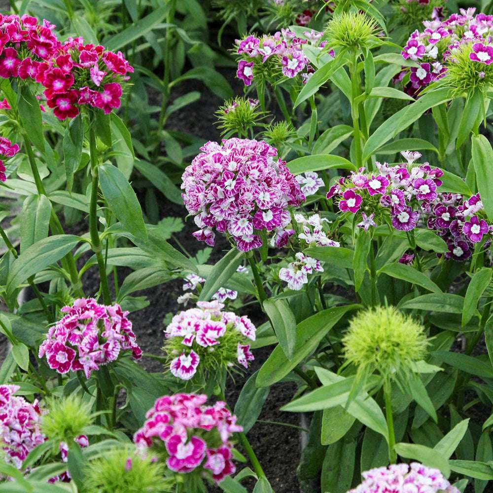 Bluehende Pflanze Bartnelke - Dianthus barbatus `Hollandia Mix` aus der Gartenzauber-Saatgutserie
