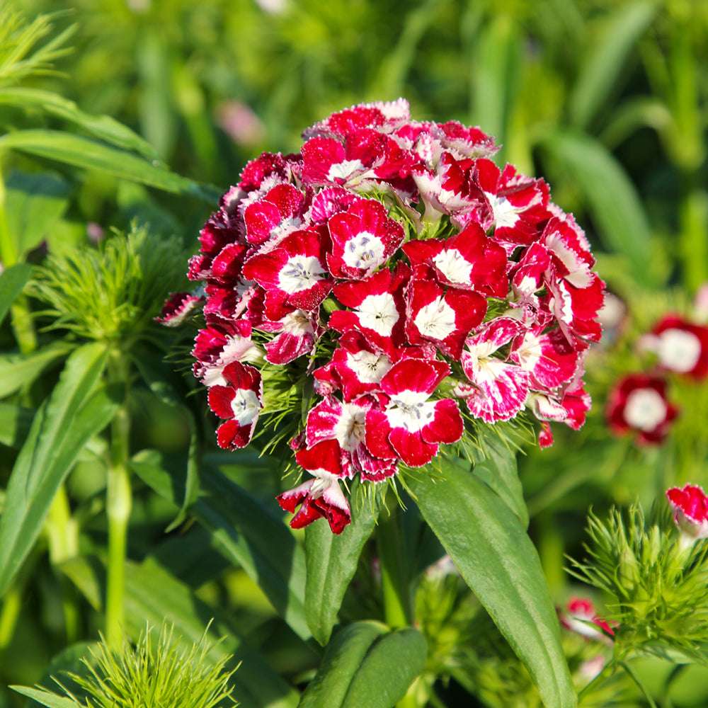 Bluehende Pflanze Bartnelke - Dianthus barbatus `Hollandia Mix` aus der Gartenzauber-Saatgutserie