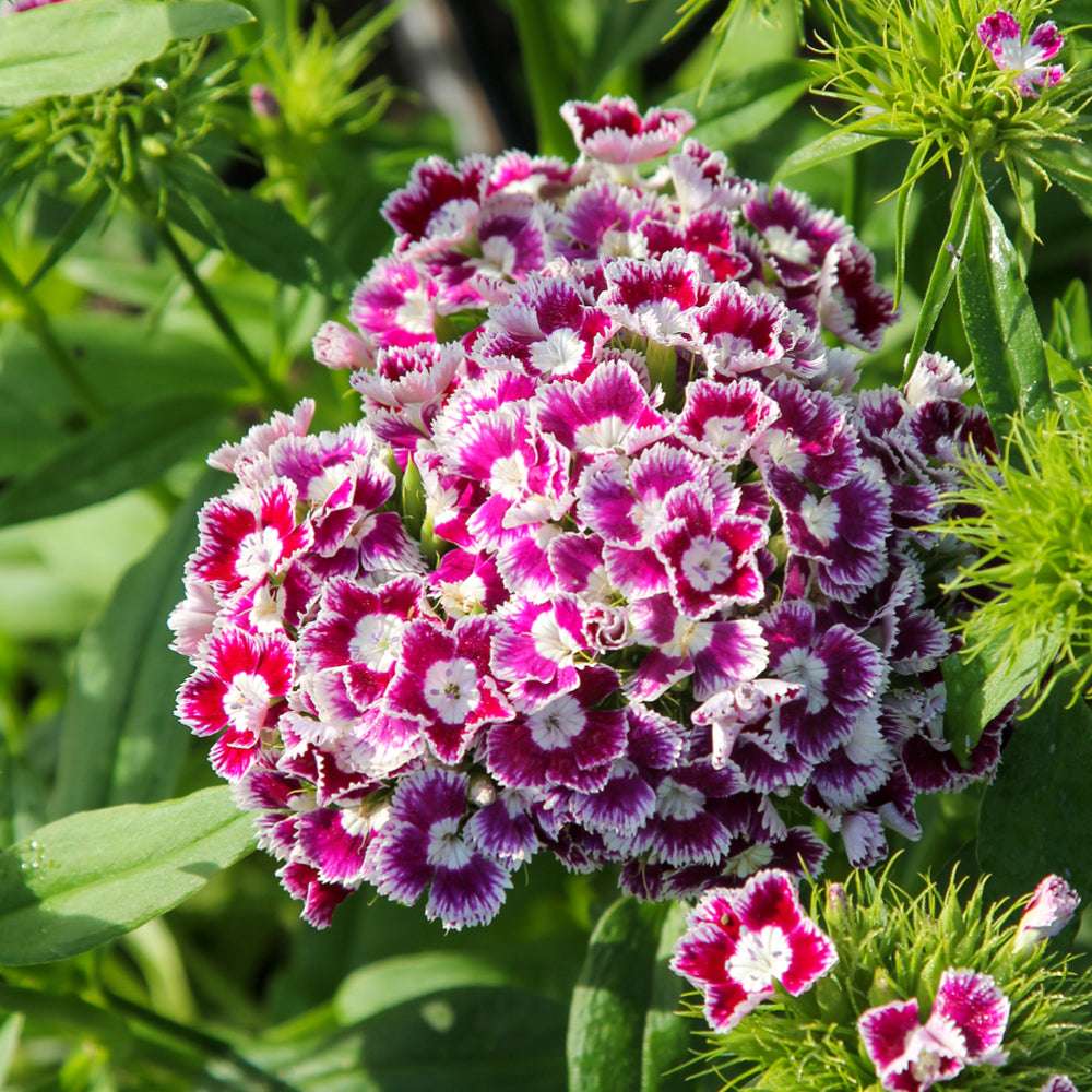 Bluehende Pflanze Bartnelke - Dianthus barbatus `Hollandia Mix` aus der Gartenzauber-Saatgutserie