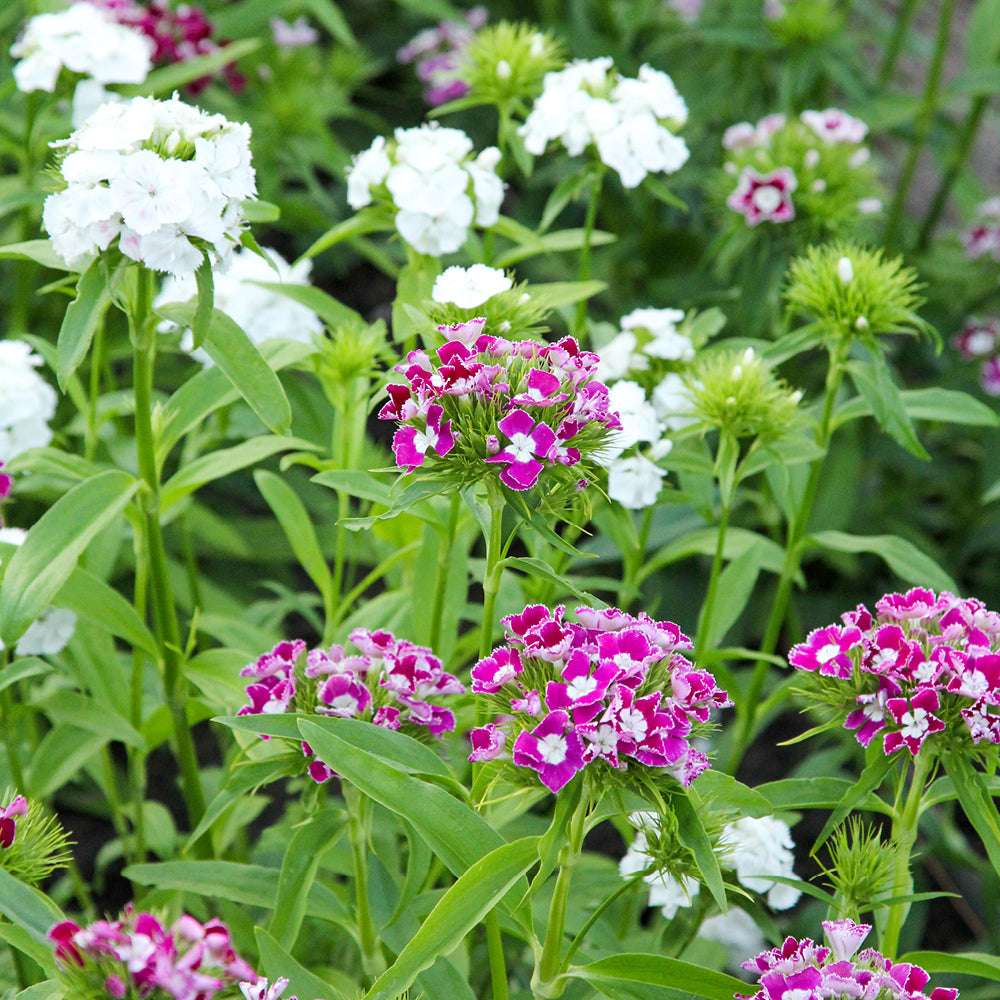 Bluehende Pflanze Bartnelke - Dianthus barbatus `Hollandia Mix` aus der Gartenzauber-Saatgutserie