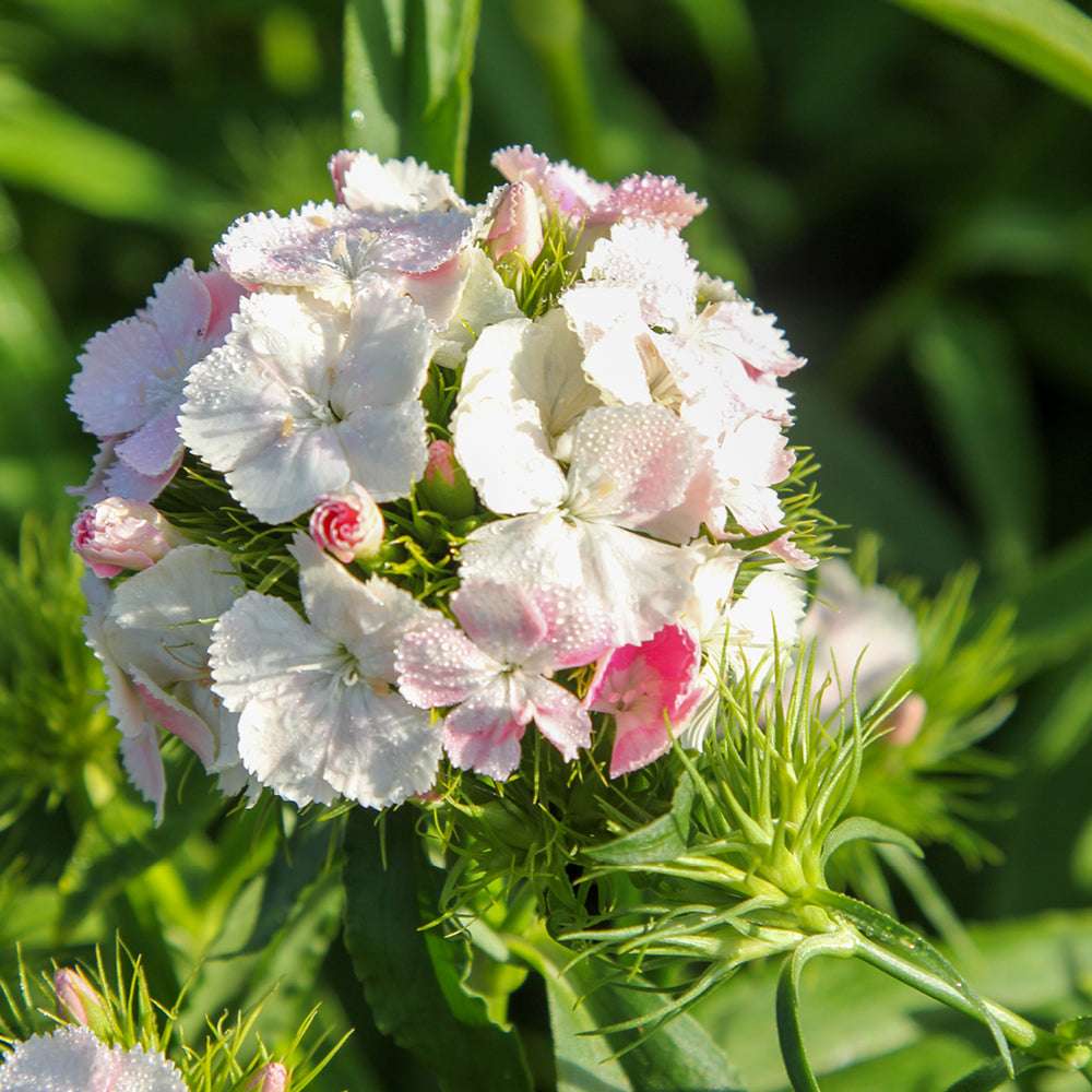 Bluehende Pflanze Bartnelke - Dianthus barbatus `Hollandia Mix` aus der Gartenzauber-Saatgutserie