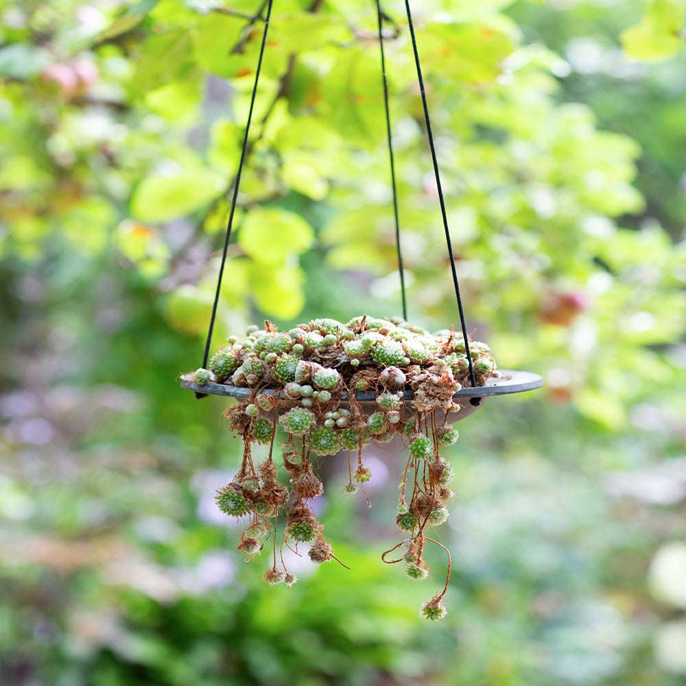 Vogelbad mit Haken und Seilaufhängung – elegantes Gartendetail in Steinoptik
