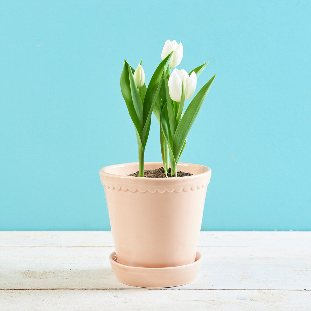Bergs Potter Tontopf Helena Quarz Rosé glasiert Ø 16 cm mit Untertopf, bepflanzt mit weisser Tulpe