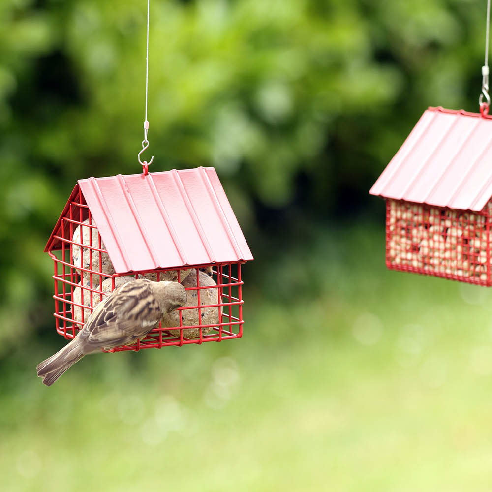 Meise am Wildlife Garden Futterspender Häuschen im Garten.