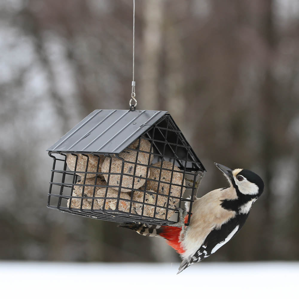 Buntspecht am Wildlife Garden Futterspender Häuschen im Garten.