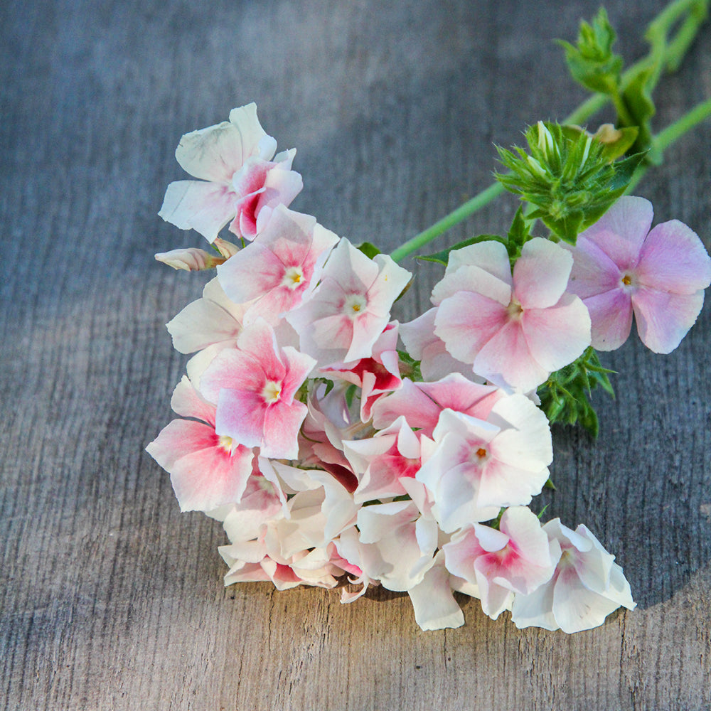 Bluehende Pflanze Sommerphlox - Phlox drummondii 'Blushing Bride' aus der Gartenzauber-Saatgutserie
