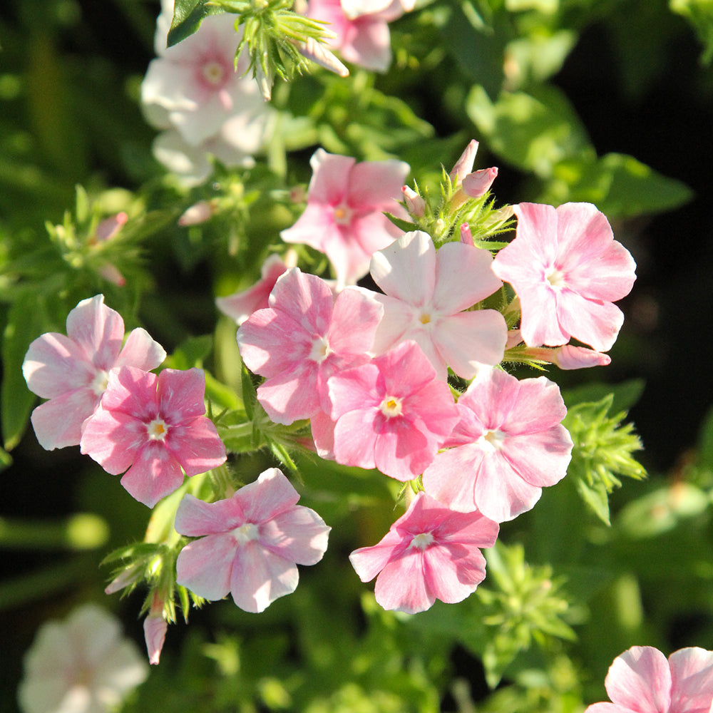 Bluehende Pflanze Sommerphlox - Phlox drummondii 'Blushing Bride' aus der Gartenzauber-Saatgutserie