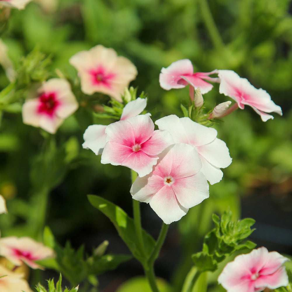 Bluehende Pflanze Sommerphlox - Phlox drummondii 'Blushing Bride' aus der Gartenzauber-Saatgutserie
