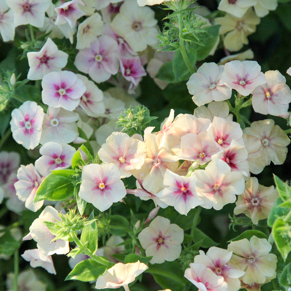 Bluehende Pflanze Sommerphlox - Phlox drummondii  'Cherry Caramel' aus der Gartenzauber-Saatgutserie