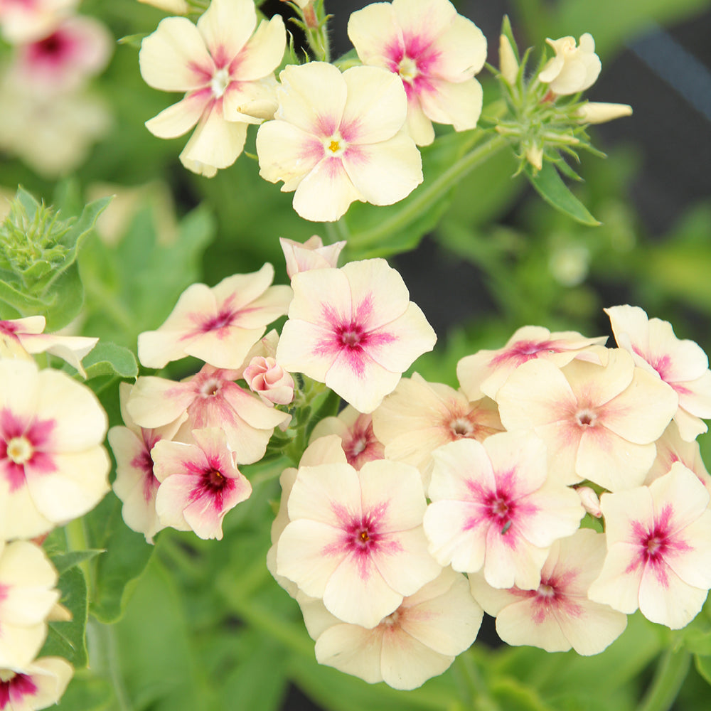 Bluehende Pflanze Sommerphlox - Phlox drummondii  'Cherry Caramel' aus der Gartenzauber-Saatgutserie