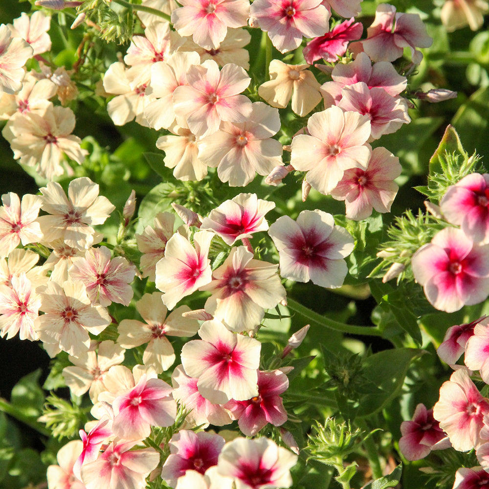 Bluehende Pflanze Sommerphlox - Phlox drummondii  'Cherry Caramel' aus der Gartenzauber-Saatgutserie