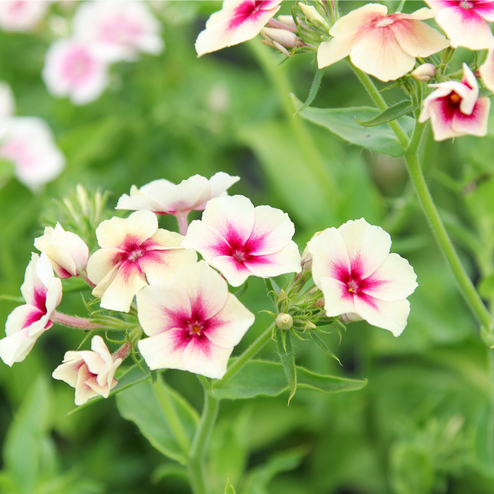 Bluehende Pflanze Sommerphlox - Phlox drummondii  'Cherry Caramel' aus der Gartenzauber-Saatgutserie