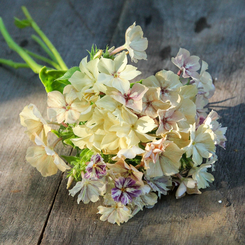 Bluehende Pflanze Sommerphlox - Phlox drummondii  'Creme Brûlée' aus der Gartenzauber-Saatgutserie