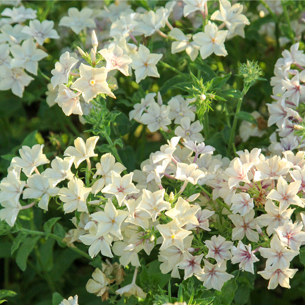 Bluehende Pflanze Sommerphlox - Phlox drummondii  'Creme Brûlée' aus der Gartenzauber-Saatgutserie