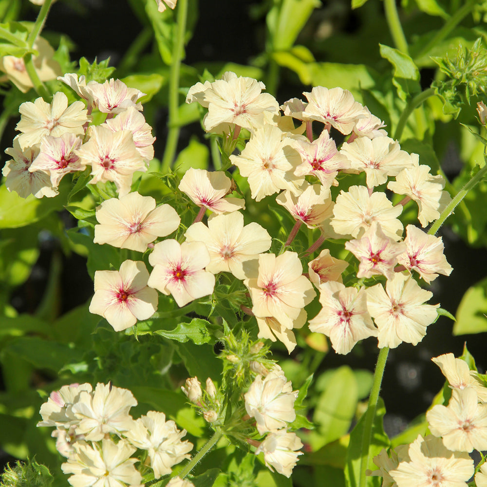 Bluehende Pflanze Sommerphlox - Phlox drummondii  'Creme Brûlée' aus der Gartenzauber-Saatgutserie