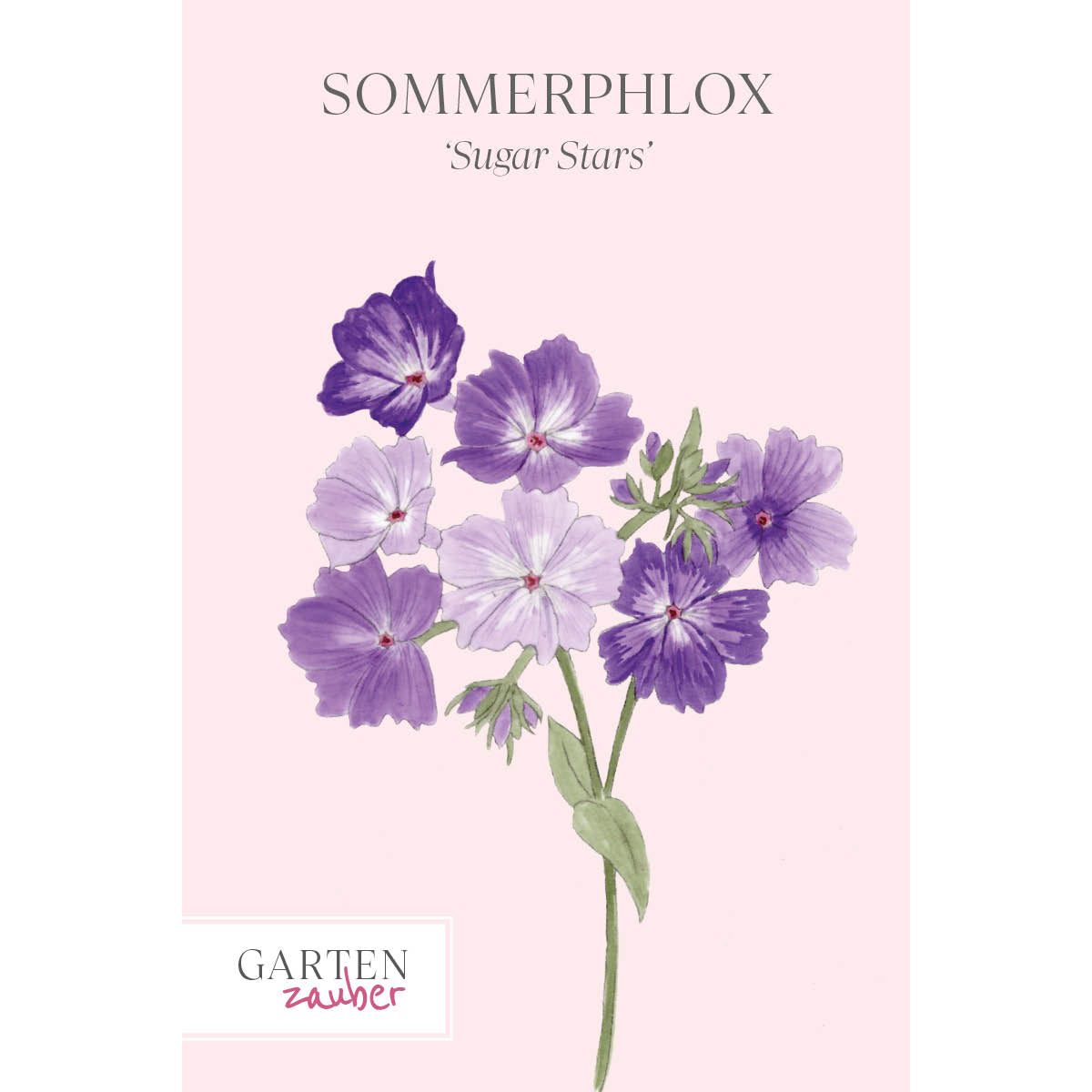 Vorderansicht Saatguttuete  Sommerphlox - Phlox drummondii  'Sugar Stars' aus der Gartenzauber-Saatgutserie